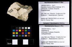 Foto (Objekt + Etiketten) von Discutiolira moesica (Muţiu & Bădăluţă, 1971) (NHMW-GEO-1990-0041-0503b)